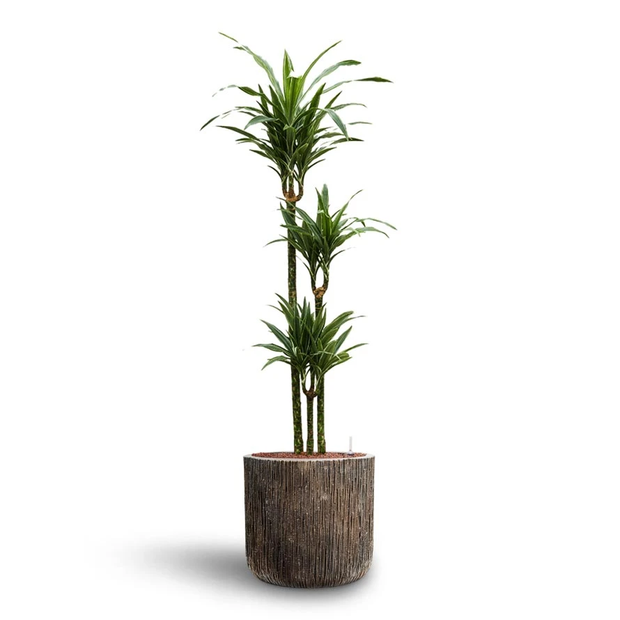 Dracaena Warneckii - Multi Stem - HydroCare 7 Dracaena Warneckii - Multi Stem - HydroCare - Image 5