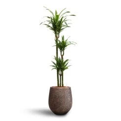 Dracaena Warneckii - Multi Stem - HydroCare 12 Dracaena Warneckii - Multi Stem - HydroCare -Plant Promotion Store Dracaena Warneckii Multi Stem Hydroculture Opus Hit Darcy Planter Gold
