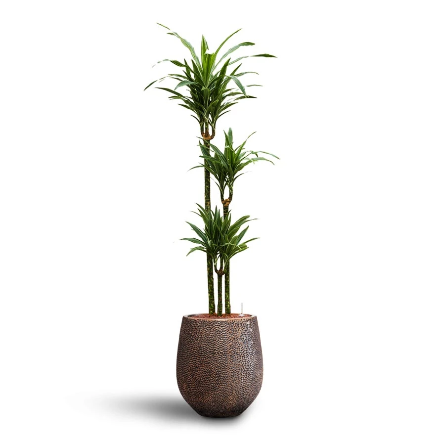 Dracaena Warneckii - Multi Stem - HydroCare 5 Dracaena Warneckii - Multi Stem - HydroCare - Image 3