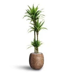Dracaena Warneckii - Multi Stem - HydroCare 13 Dracaena Warneckii - Multi Stem - HydroCare -Plant Promotion Store Dracaena Warneckii Multi Stem Hydroculture Polystone Coated Plain Balloon Planter Rock