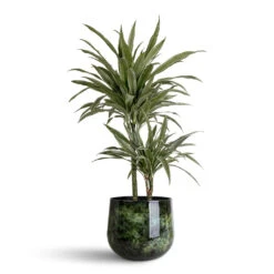 Emmie Metal Plant Pot - Mystic Green 23 Emmie Metal Plant Pot - Mystic Green -Plant Promotion Store Dracaena der. Warneckii Multi Stem 19x90cm 2 stems Emmie Metal Pot Mystic Green 31x25cm
