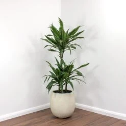 Dracaena Deremensis Warneckii - Multi Stem 23 Dracaena Deremensis Warneckii - Multi Stem -Plant Promotion Store Dracaena deremensis Warneckii Balloon Plant Pot White Concrete