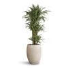 Dracaena Deremensis Warneckii - Branched 1 Dracaena Deremensis Warneckii - Branched -Plant Promotion Store Dracaena deremensis Warneckii Branched 27 x 120cm Grigio Tall Balloon Planter Antique White Concrete 40 x 50cm