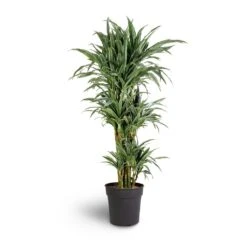 Dracaena Deremensis Warneckii - Branched 9 Dracaena Deremensis Warneckii - Branched -Plant Promotion Store Dracaena deremensis Warneckii Branched 27x120cm