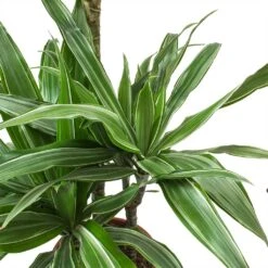 Dracaena Deremensis Warneckii - Multi Stem 20 Dracaena Deremensis Warneckii - Multi Stem -Plant Promotion Store Dracaena deremensis Warneckii Leaves