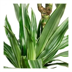 Dracaena Deremensis Warneckii - Multi Stem 17 Dracaena Deremensis Warneckii - Multi Stem -Plant Promotion Store Dracaena deremensis Warneckii Multi Stem 19x90cm 2 stems Leaves