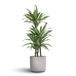 Leon Plant Pot - Cement 18 Leon Plant Pot - Cement -Plant Promotion Store Dracaena deremensis Warneckii Multi Stem 21x105cm 3 stems Leon Plant Pot Cement 28x24cm 1