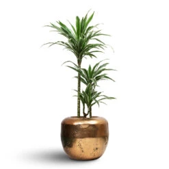 Opus Raw Couple Planter - Gold -Plant Promotion Store Dracaena deremensis Warneckii Multi Stem 21x105cm 3 stems Opus Raw Couple Planter Gold 38x30cm 1