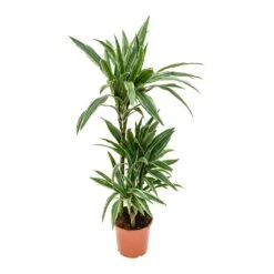 Dracaena Deremensis Warneckii - Multi Stem 21 Dracaena Deremensis Warneckii - Multi Stem -Plant Promotion Store Dracaena deremensis Warneckii Multi Stem