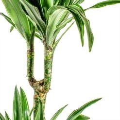 Dracaena Deremensis Warneckii - Multi Stem 22 Dracaena Deremensis Warneckii - Multi Stem -Plant Promotion Store Dracaena deremensis Warneckii Multi Stem close up