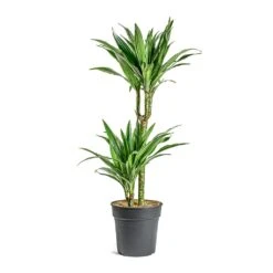 Dracaena Deremensis Warneckii - Multi Stem 16 Dracaena Deremensis Warneckii - Multi Stem -Plant Promotion Store Dracaena deremensis Warneckii Multi Stem 401f4d6b 3efd 497d 89eb 216dc3421977