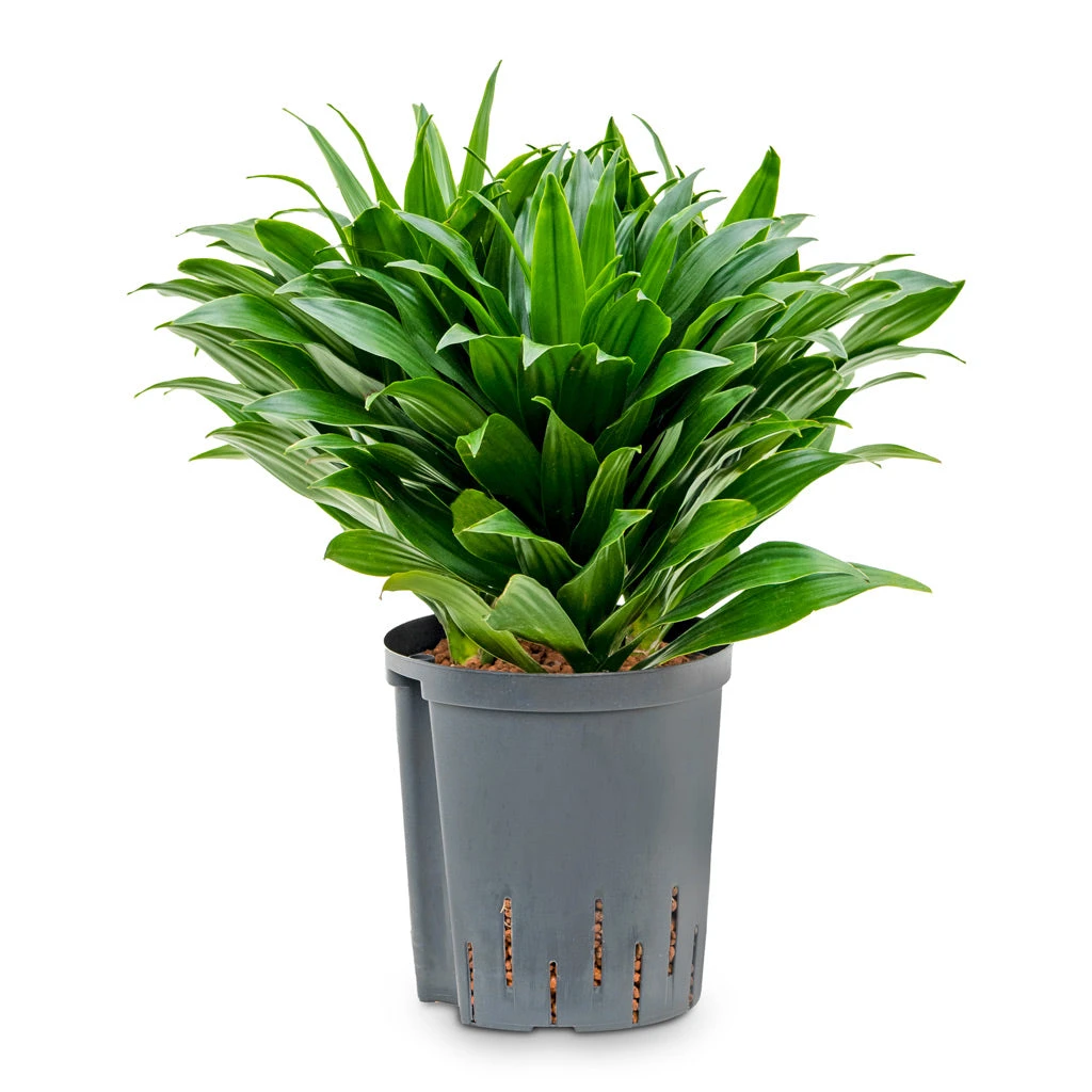 Dracaena Fragrans Compacta - Head - HydroCare 4 Dracaena Fragrans Compacta - Head - HydroCare - Image 2