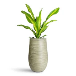 Dracaena Fragrans Burley -Plant Promotion Store Dracaena frag. Burley 14x40cm Dune Partner Planter Pistachio 25x40cm 14f06221 d2a1 43d6 8e5e 2d59240a6d56