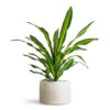 Dracaena Fragrans Burley 1 Dracaena Fragrans Burley -Plant Promotion Store Dracaena frag. Burley 24x100cm Grigio Cylinder Planter Antique White Concrete 48x32cm