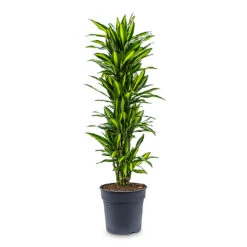 Dracaena Fragrans Cintho - Branched -Plant Promotion Store Dracaena frag. Cintho Branched 30x140cm