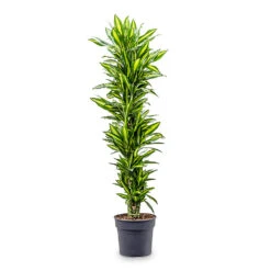 Dracaena Fragrans Cintho - Branched -Plant Promotion Store Dracaena frag. Cintho Branched 34x170cm