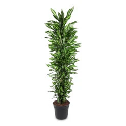 Dracaena Fragrans Cintho - Branched -Plant Promotion Store Dracaena frag. Cintho Branched 40x220cm