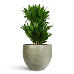 Dracaena Fragrans Compacta - Multi Stem 18 Dracaena Fragrans Compacta - Multi Stem -Plant Promotion Store Dracaena frag. Compacta Branched 24x75cm Dune Globe Planter Pistachio 37x29cm