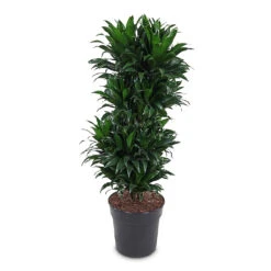 Dracaena Fragrans Compacta - Branched -Plant Promotion Store Dracaena frag. Compacta Branched 27x100cm