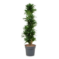 Dracaena Fragrans Compacta - Branched -Plant Promotion Store Dracaena frag. Compacta Branched 34x160cm
