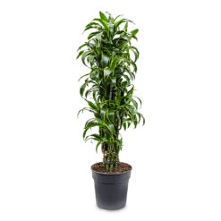 Dracaena Fragrans Dorado - Branched 22 Dracaena Fragrans Dorado - Branched -Plant Promotion Store Dracaena frag. Dorado Branched 30x130cm