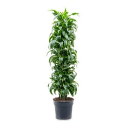 Dracaena Fragrans Dorado - Branched 21 Dracaena Fragrans Dorado - Branched -Plant Promotion Store Dracaena frag. Dorado Branched 34x170cm