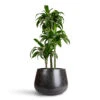 Dracaena Fragrans Dorado - Multi Stem 1 Dracaena Fragrans Dorado - Multi Stem -Plant Promotion Store Dracaena frag. Dorado Multi Stem 21x95cm 3 stems Terrazzo Darcy Planter Black 37x32cm