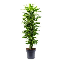Dracaena Fragrans Golden Coast - Branched 19 Dracaena Fragrans Golden Coast - Branched -Plant Promotion Store Dracaena frag. Golden Coast Branched 31x140cm