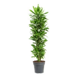 Dracaena Fragrans Golden Coast - Branched 18 Dracaena Fragrans Golden Coast - Branched -Plant Promotion Store Dracaena frag. Golden Coast Branched 34x170cm