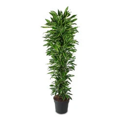 Dracaena Fragrans Golden Coast - Branched 20 Dracaena Fragrans Golden Coast - Branched -Plant Promotion Store Dracaena frag. Golden Coast Branched 40x220cm