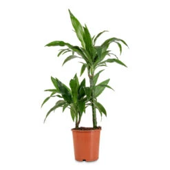 Dracaena Fragrans Janet Craig - Multi Stem 14 Dracaena Fragrans Janet Craig - Multi Stem -Plant Promotion Store Dracaena frag. Janet Craig Multi Stem 19x90cm 2 stems