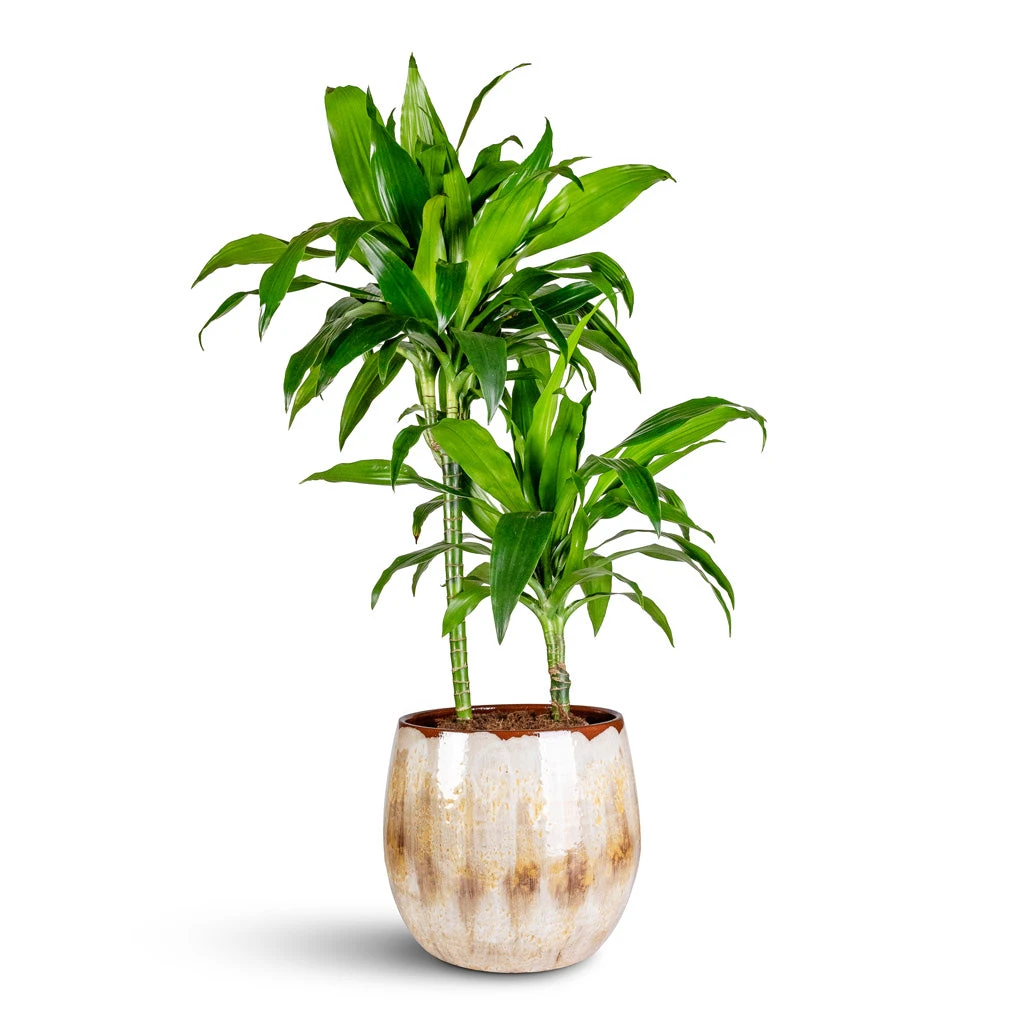 Suus Plant Pot - Latte 10 Suus Plant Pot - Latte - Image 8