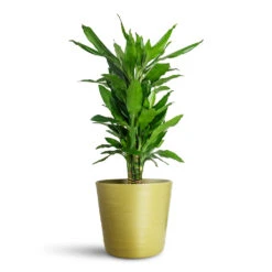 Dracaena Fragrans Janet Lind - Branched 15 Dracaena Fragrans Janet Lind - Branched -Plant Promotion Store Dracaena frag. Janet Lind Branched 21x90cm Oslo Pot Olive 28x24cm