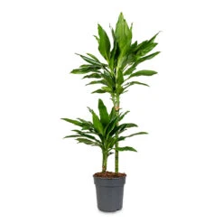 Dracaena Fragrans Janet Lind - Multi Stem -Plant Promotion Store Dracaena frag. Janet Lind Multi Stem 19x100cm 2 stems