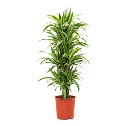 Dracaena Fragrans Lemon Lime - Branched -Plant Promotion Store Dracaena frag. Lemon Lime Branched 30 x 140cm