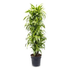 Dracaena Fragrans Lemon Lime - Branched -Plant Promotion Store Dracaena frag. Lemon Lime Branched 34 x 160cm