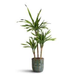 Noemi Plant Pot - Sea Green -Plant Promotion Store Dracaena frag. Riki Multi Stem 21x100cm 3 stems Noemi Pot Sea Green 25x23cm