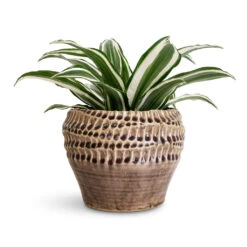 Dracaena Fragrans White Jewel - Head 23 Dracaena Fragrans White Jewel - Head -Plant Promotion Store Dracaena frag. White Jewel Head 12x25cm Deb Pot Aubergine 20x15cm