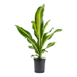 Dracaena Fragrans Burley -Plant Promotion Store Dracaena fragrans Burley 14x40cm