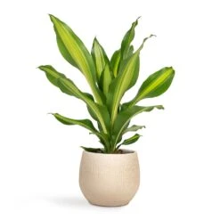 Ryan Plant Pot - Sand Gold -Plant Promotion Store Dracaena fragrans Burley 14x40cm Ryan Plant Pot Sand Gold 18x16cm bc91e5f0 e777 49a7 bd8d fedd7ffd2765