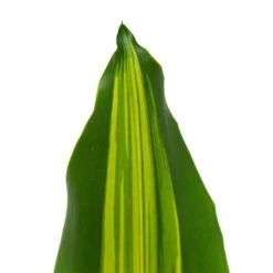 Dracaena Fragrans Burley -Plant Promotion Store Dracaena fragrans Burley 14x40cm close leaf