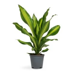Dracaena Fragrans Burley -Plant Promotion Store Dracaena fragrans Burley 14x40cm full size