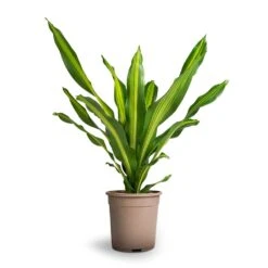 Dracaena Fragrans Burley -Plant Promotion Store Dracaena fragrans Burley 24x100cm
