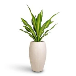 Dracaena Fragrans Burley -Plant Promotion Store Dracaena fragrans Burley 24x100cm Raindrop Tall Balloon Planter Stone 37x60cm 28687b80 e0f2 4571 b50f c08428dfec3e