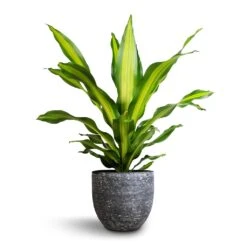 Dracaena Fragrans Burley -Plant Promotion Store Dracaena fragrans Burley 24x85cm Cas Plant Pot Anthracite 29x26cm 261fd9ee e7c4 4216 a96e 9f8f887acfe9