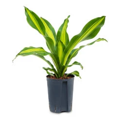 Dracaena Fragrans Burley - HydroCare 12 Dracaena Fragrans Burley - HydroCare -Plant Promotion Store Dracaena fragrans Burley HydroCare 15 19x50cm 535f047c 075c 4ca9 ab16 4c55c52736b4