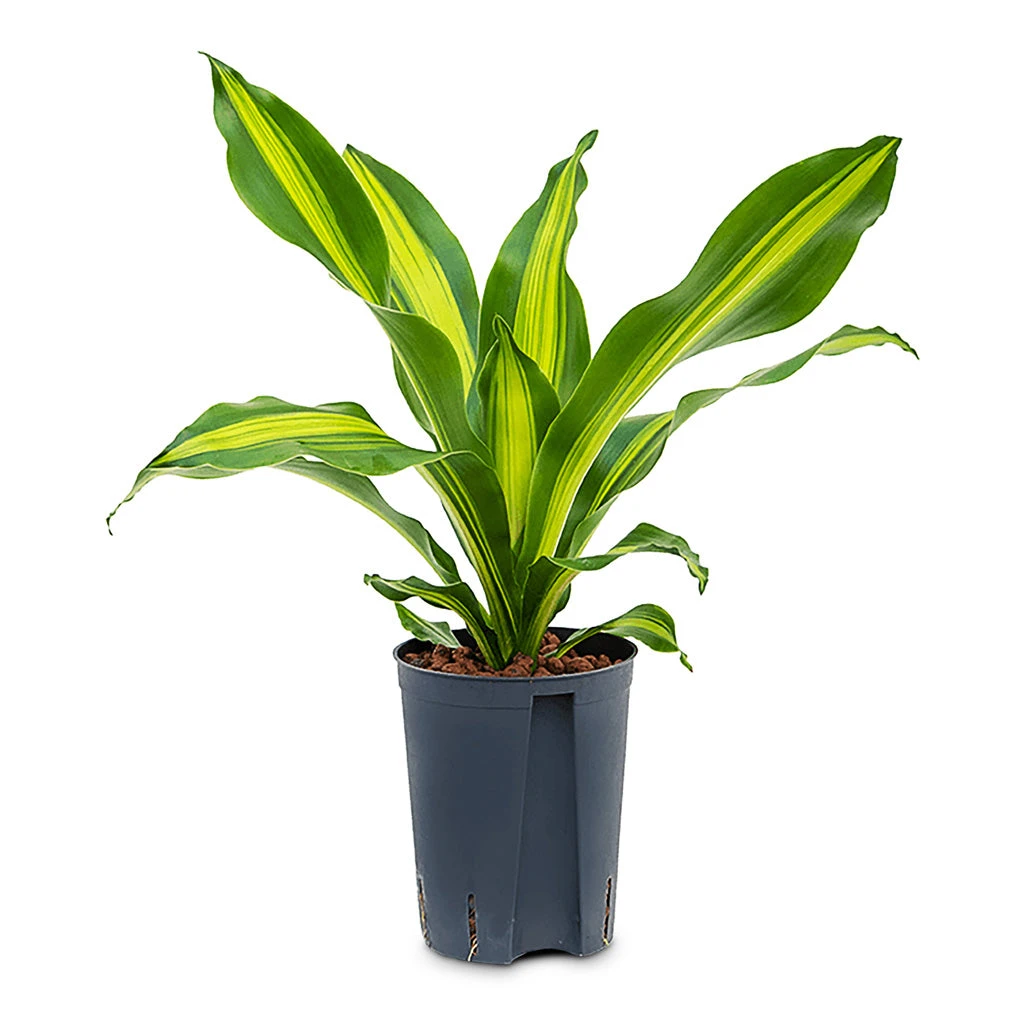 Dracaena Fragrans Burley - HydroCare 6 Dracaena Fragrans Burley - HydroCare - Image 4