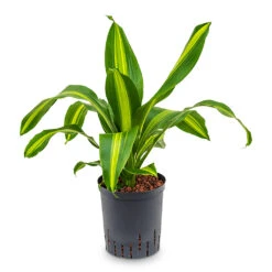 Dracaena Fragrans Burley - HydroCare