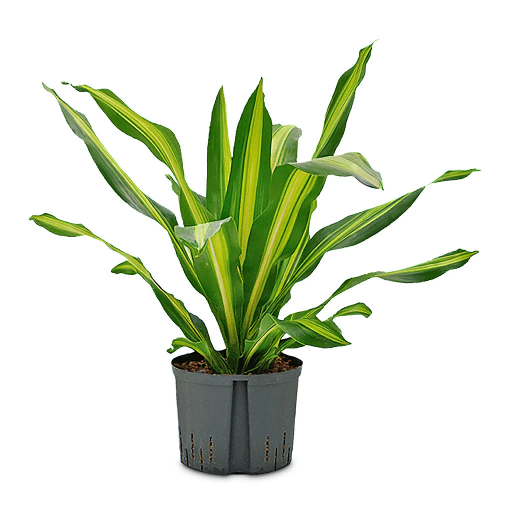 Dracaena Fragrans Burley - HydroCare 8 Dracaena Fragrans Burley - HydroCare - Image 6