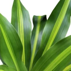 Dracaena Fragrans Burley -Plant Promotion Store Dracaena fragrans Burley Leaves